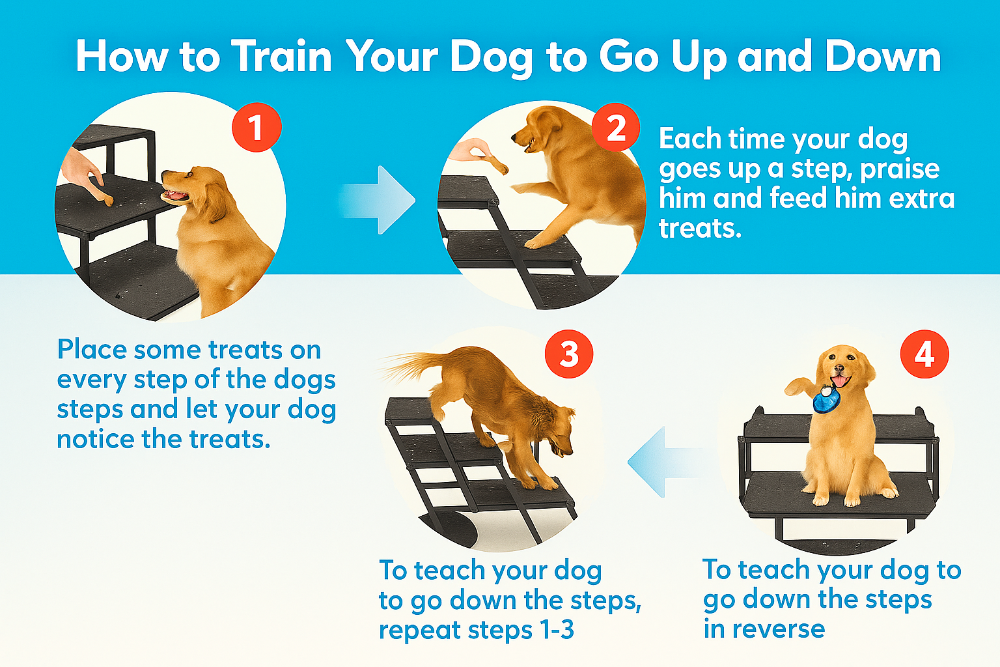 Step-by-step guide on training a dog to go up and down stairs with illustrations and text.